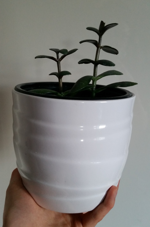 money plant, jade plant, houseplant, white plant pot, plant pot
