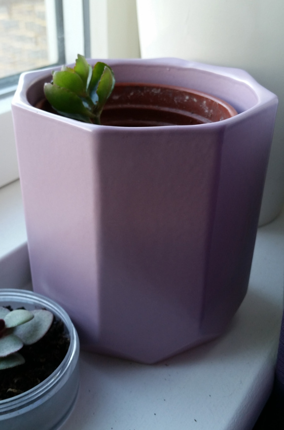succulent, houseplant, lilac plant pot, plant pot, purple plant pot