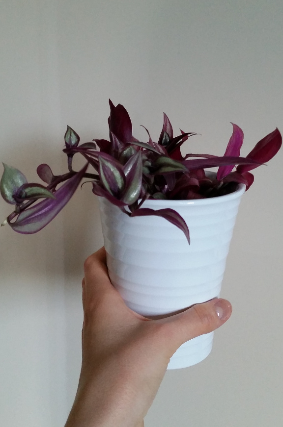 tradescantia zebrina, houseplant, white plant pot, plant pot